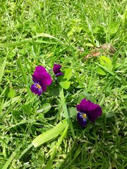 Viola × wittrockiana