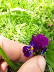 Viola × wittrockiana