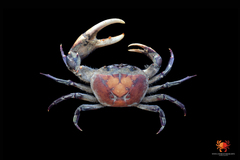 Sayamia melanodactylus