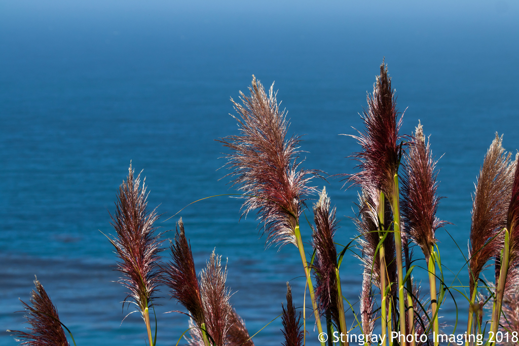 Purple Pampas Grass