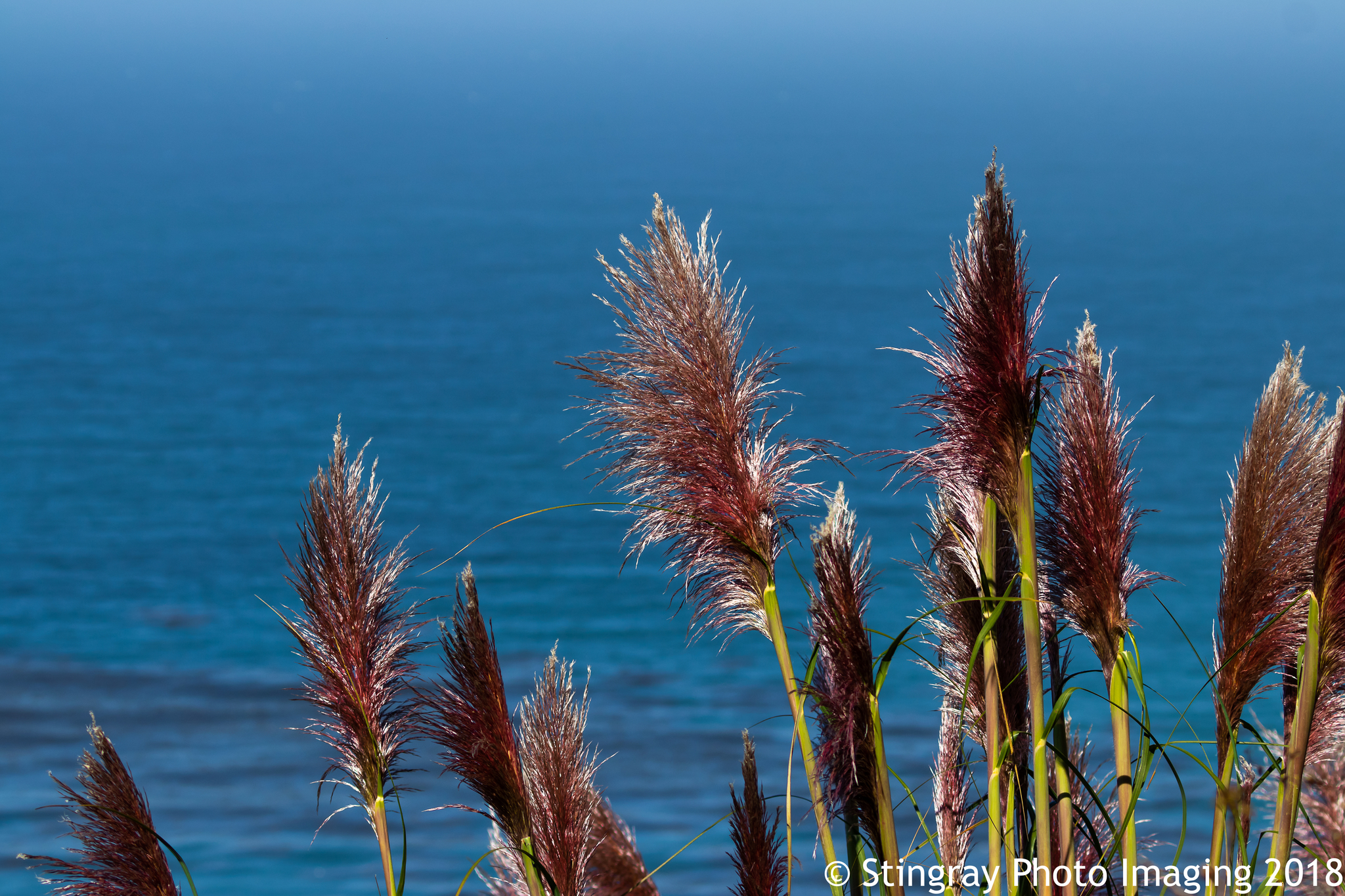 Cortaderia jubata