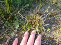 Juncus caespiticius