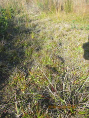 Juncus caespiticius