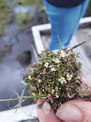 Glossostigma elatinoides