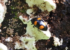 Aulacocheilus doriae