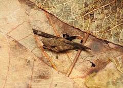 Tetrigoidea