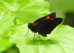Koruthaialos rubecula