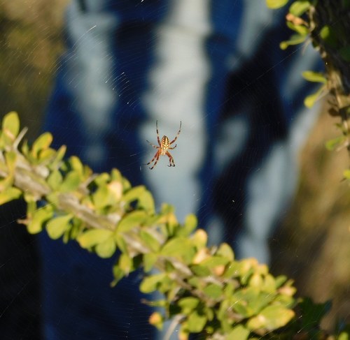 Western Spotted Orbweaver