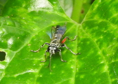 Liris subtessellatus