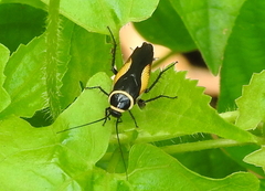 Hemithyrsocera vittata