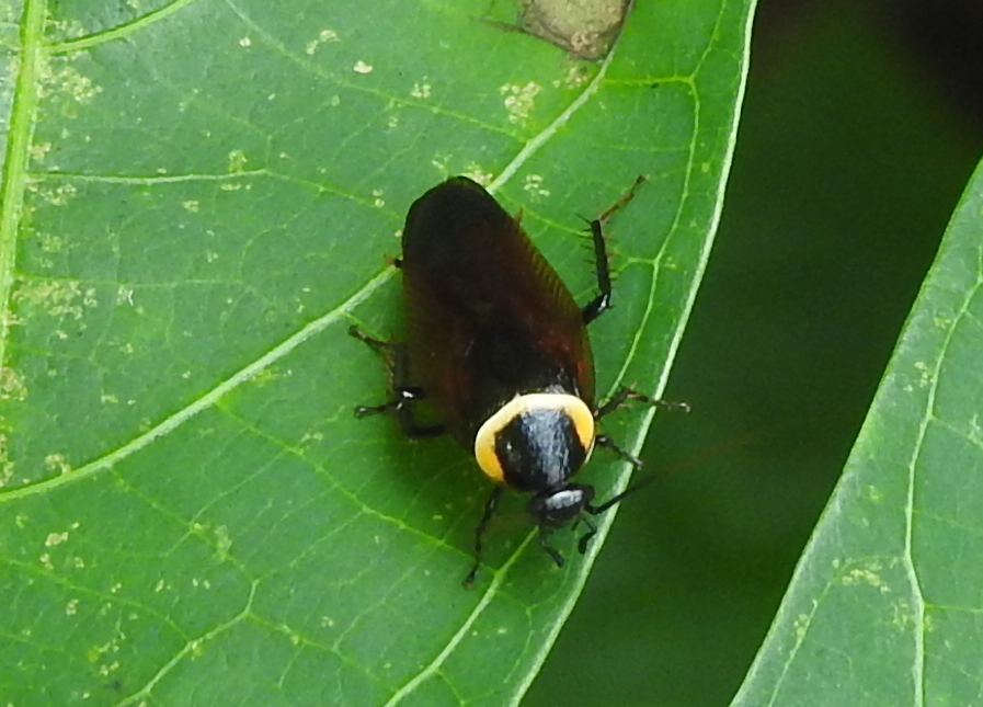Pallid Sun Roach