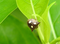 Paracritheus trimaculatus