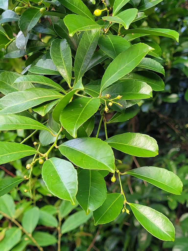 Celastrus tonkinensis (Celastrus tonkinensis)