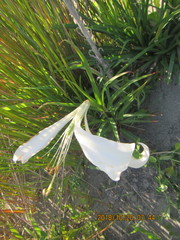 Lilium formosanum