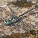Hylogomphus viridifrons - Photo (c) Greg Lasley,  זכויות יוצרים חלקיות (CC BY-NC), הועלה על ידי Greg Lasley
