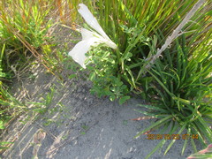 Lilium formosanum