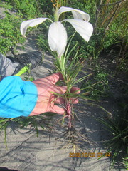 Lilium formosanum