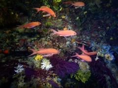 Anthias anthias
