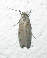 Ethmia circumdatella