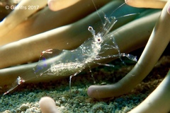 Periclimenes scriptus