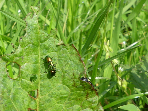 Green Dock Beetle, 2403 Alphen aan den Rijn, Netherlands, photo 10 of 10