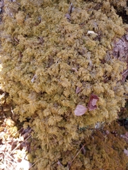 Hylocomium splendens image