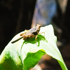 Eucriotettix spinilobus