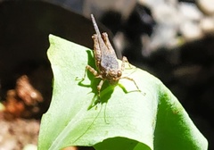 Eucriotettix spinilobus