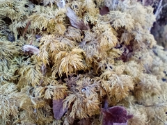 Hylocomium splendens image