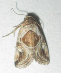 Deltote johnjoannoui