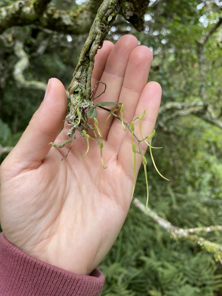 Mystacidium venosum
