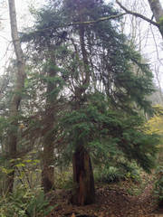 Tsuga heterophylla