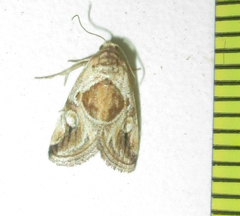 Deltote johnjoannoui