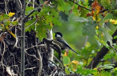 Parus major