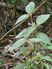 Miconia dependens