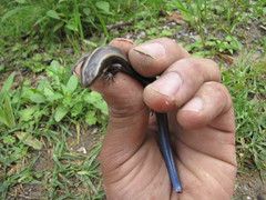 Plestiodon brevirostris