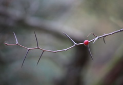 Crataegus collina