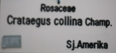 Crataegus collina