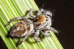 Habronattus festus