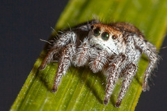 Habronattus festus