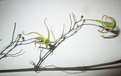 Image of Trochomeria macrocarpa