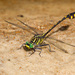 Gulf Coast Clubtail - Photo (c) Greg Lasley, some rights reserved (CC BY-NC), uploaded by Greg Lasley