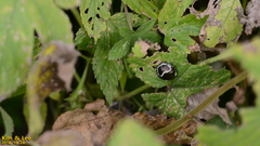 Poecilocoris lewisi