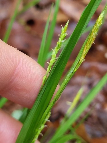 Image of Carex digitalis by (c) Zihao Wang, some rights reserved (CC BY)