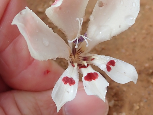 Image of Lapeirousia fabricii by no rights reserved