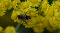 Eristalis cerealis