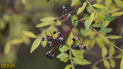 Zanthoxylum schinifolium