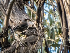 Climacteris erythrops