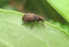 Chalepistes compressus