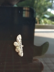 Gymnoscelis tristrigosa